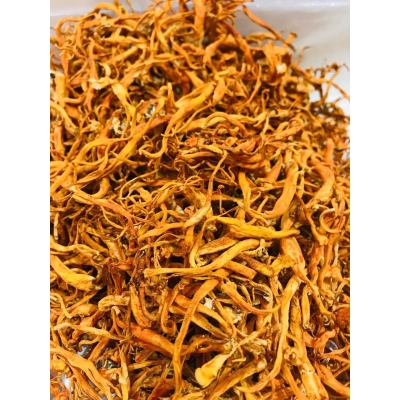 ĐÔNG TRÙNG HẠ THẢO TƯƠI - KHÔ ĐƯỢC NUÔI CÂY GHÉP