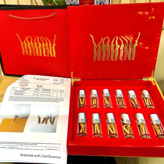 Đông Trùng Hạ Thảo Tây Tạng Thượng Hạng - Đông Trùng Tây Tạng Nguyên Con